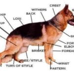 AnatomyOfDogPNR