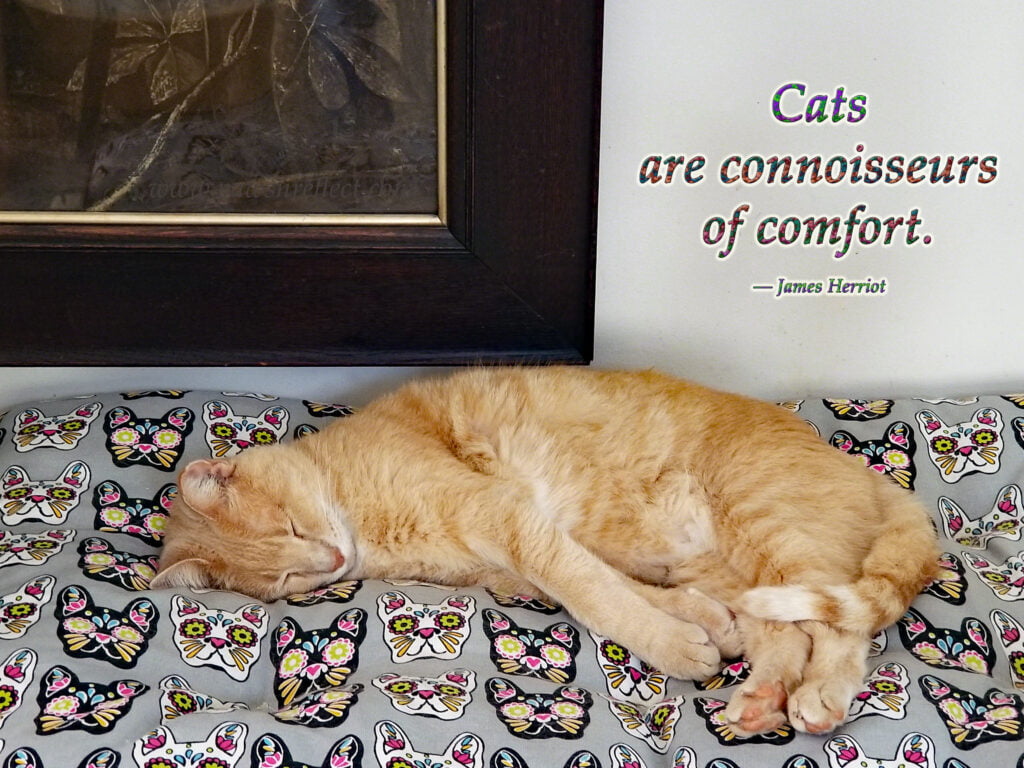 ComfortReigns