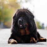 TibetanMastiff