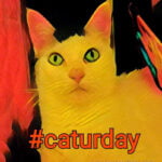 Caturday111718