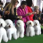 Westminster postpones