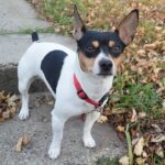 Teddy Roosevelt Terrier