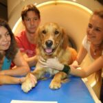 Dogs process speech like humans