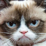GRUMPYCATRIP