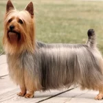 Silky terrier adult