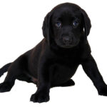 Blacklabpuppy