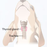 Thyroid gland in dog