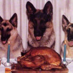 DogsNTurkey