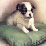 Japanese chin japanese spaniel