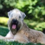 SoftCoatedWheaten