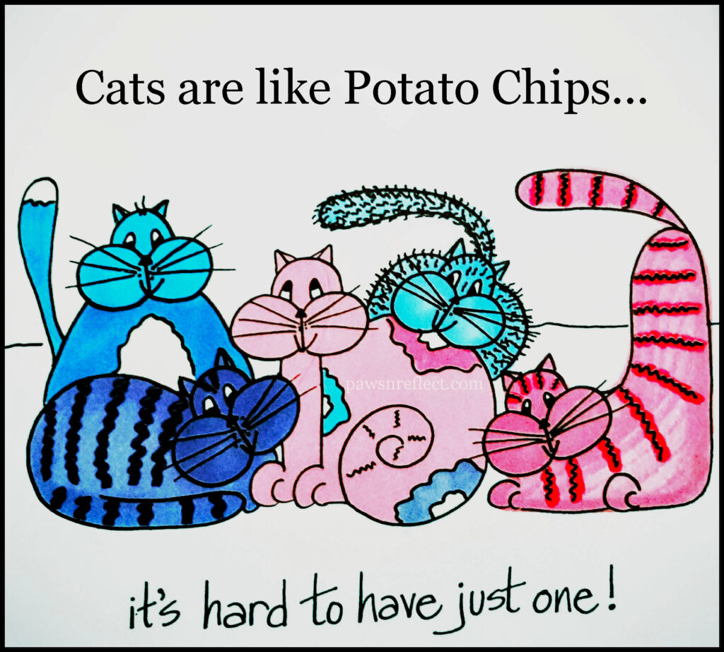 CatsNpotatochips2