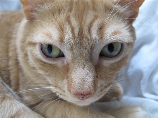 CatWithFreckles