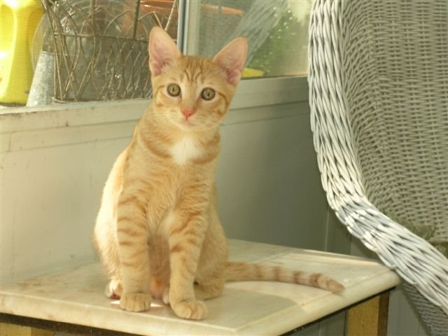KittenBabyRed
