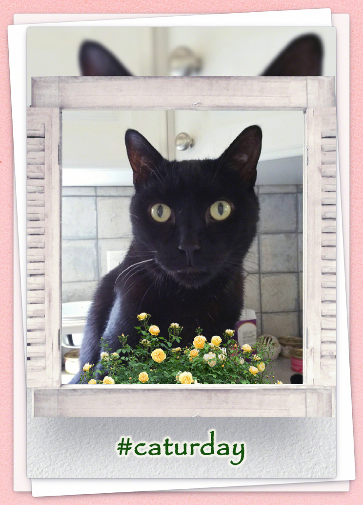 CaturdayCatCy