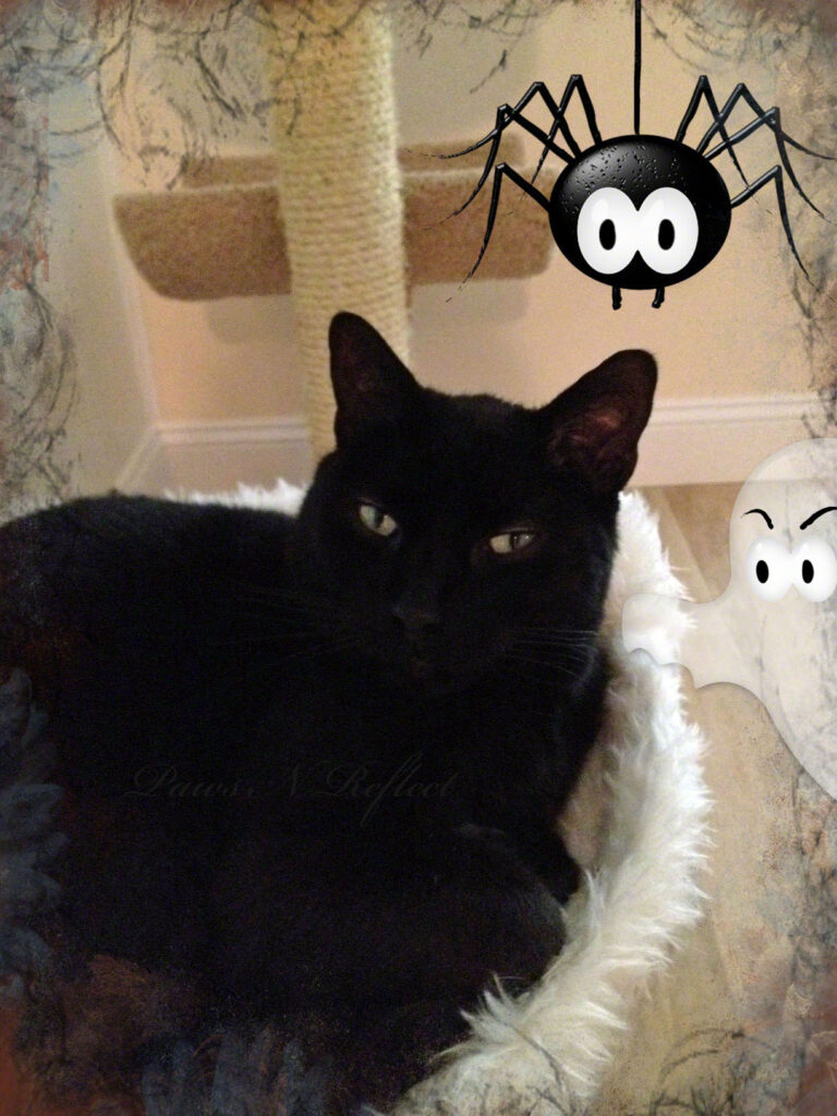 PNRHalloweenCat