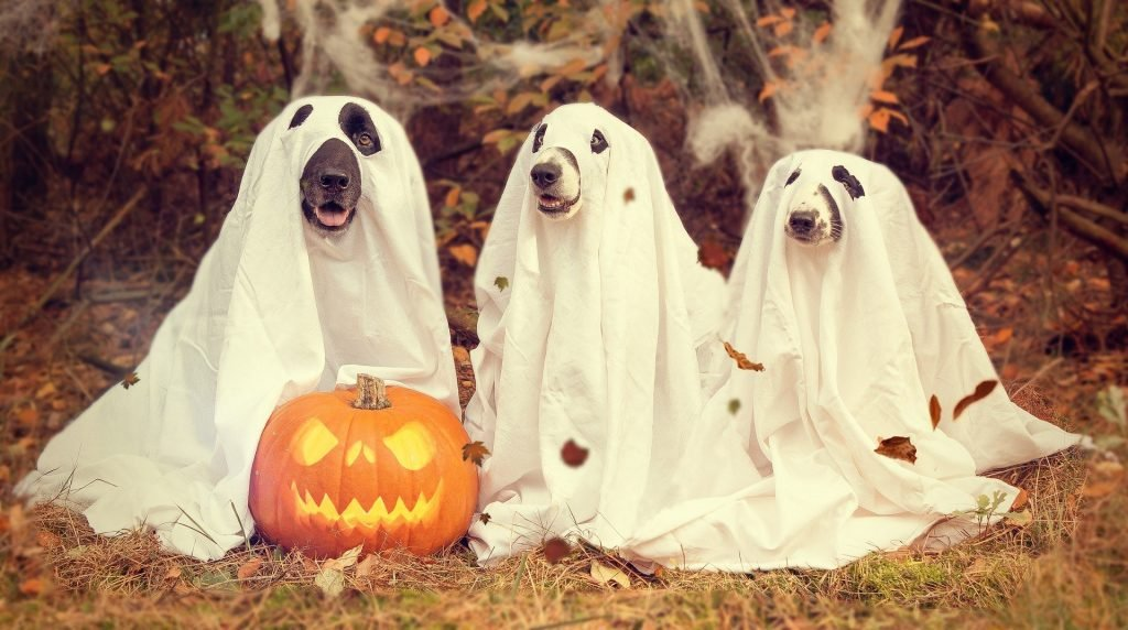 Halloweendogs