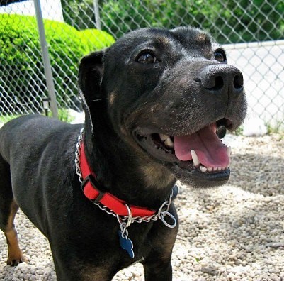 DogSmiling