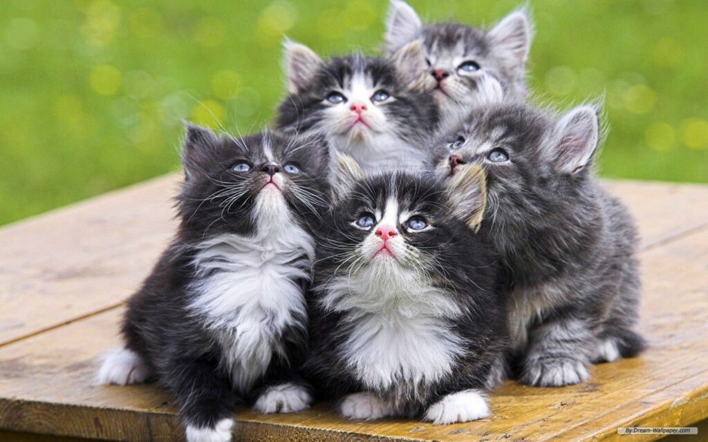 KittensLH