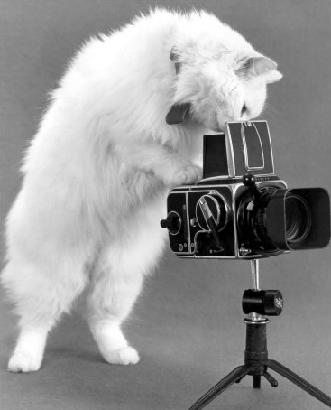 CatPhotographerPNR