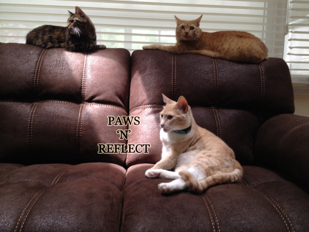 CouchCatsPNR