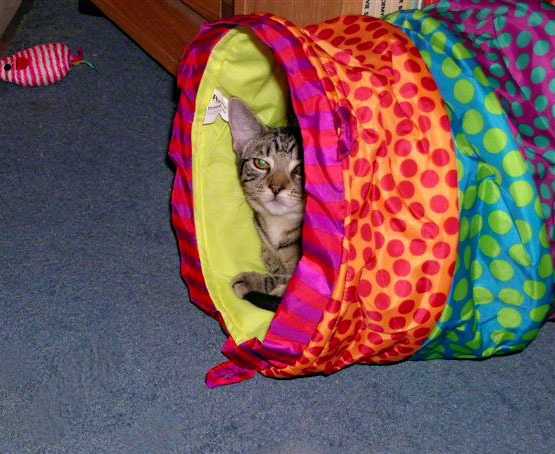 CatTunnel