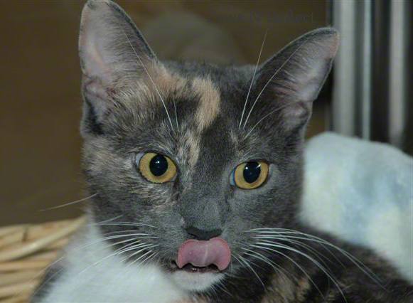 CatGotYourTongue