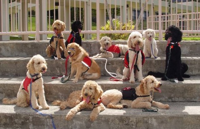 LabradoodlesWikipedia
