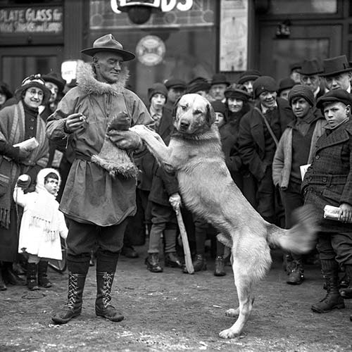 Chinook AKC