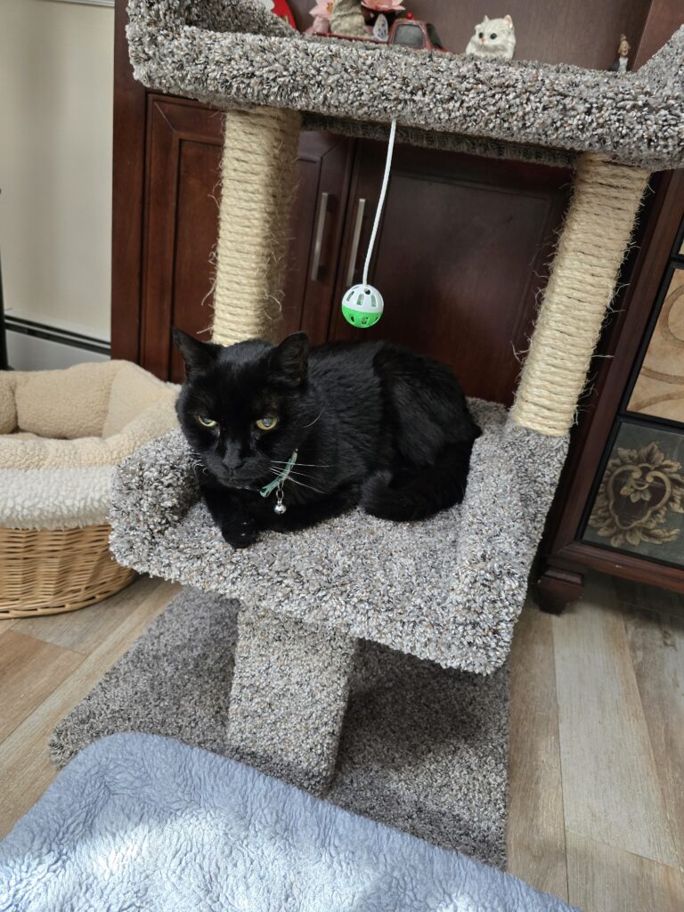 CyCat2026