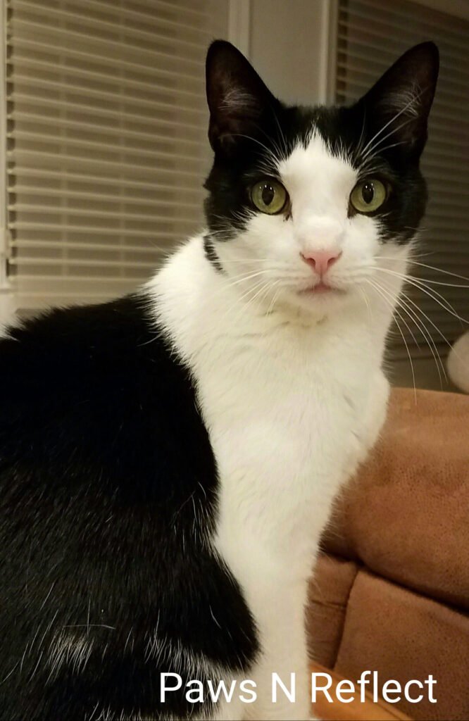 ScooterCat