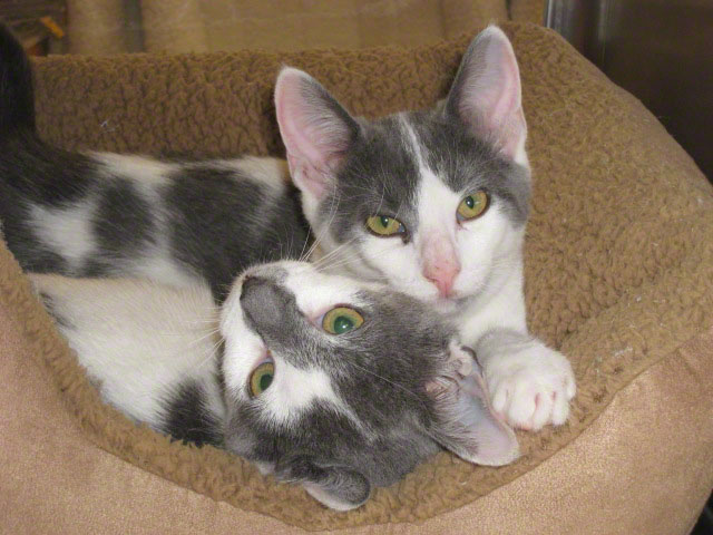 SisterCats2