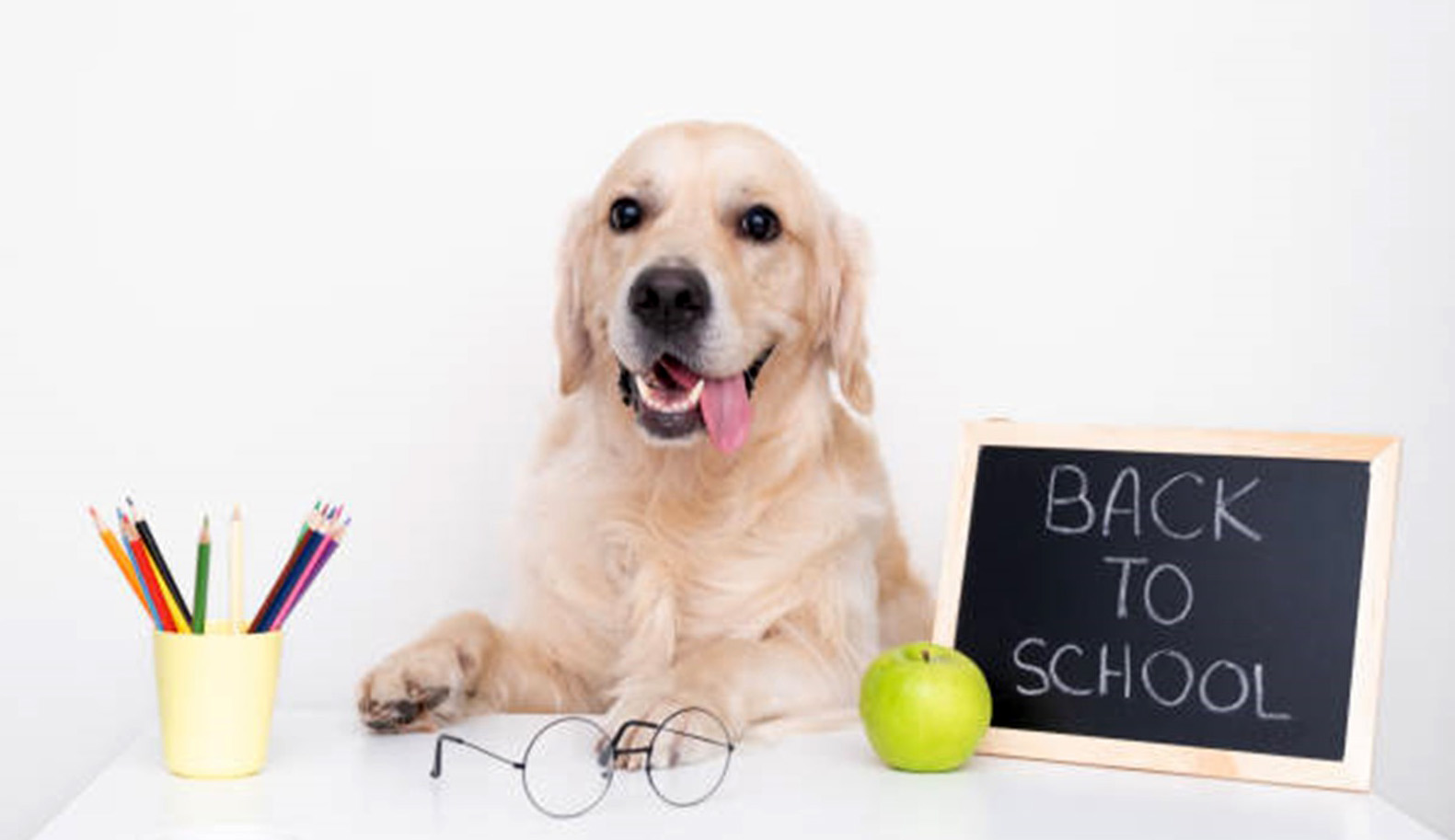 IfDogsWereTeachers2